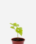 Batata Doce da Folha Dourada (<em>Ipomoea batatas</em> 'Margarita')