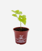 Batata Doce da Folha Dourada (<em>Ipomoea batatas</em> 'Margarita') - Imagem 2