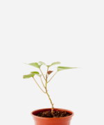 Batata Doce Laranja (<em>Ipomoea batatas</em>)