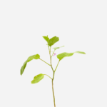Berinjela (<em>Solanum melongena</em>)