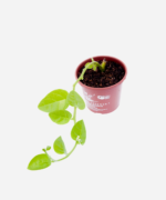 Bertalha Verde (<em>Basella alba</em>) - Imagem 2