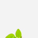 Bertalha Verde (<em>Basella alba</em>)