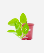 Bertalha Verde (<em>Basella alba</em>) - Imagem 3