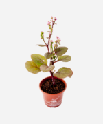 Bertalha Roxa (<em>Basella alba</em>) - Imagem 3