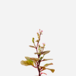 Bertalha Roxa (<em>Basella alba</em>)