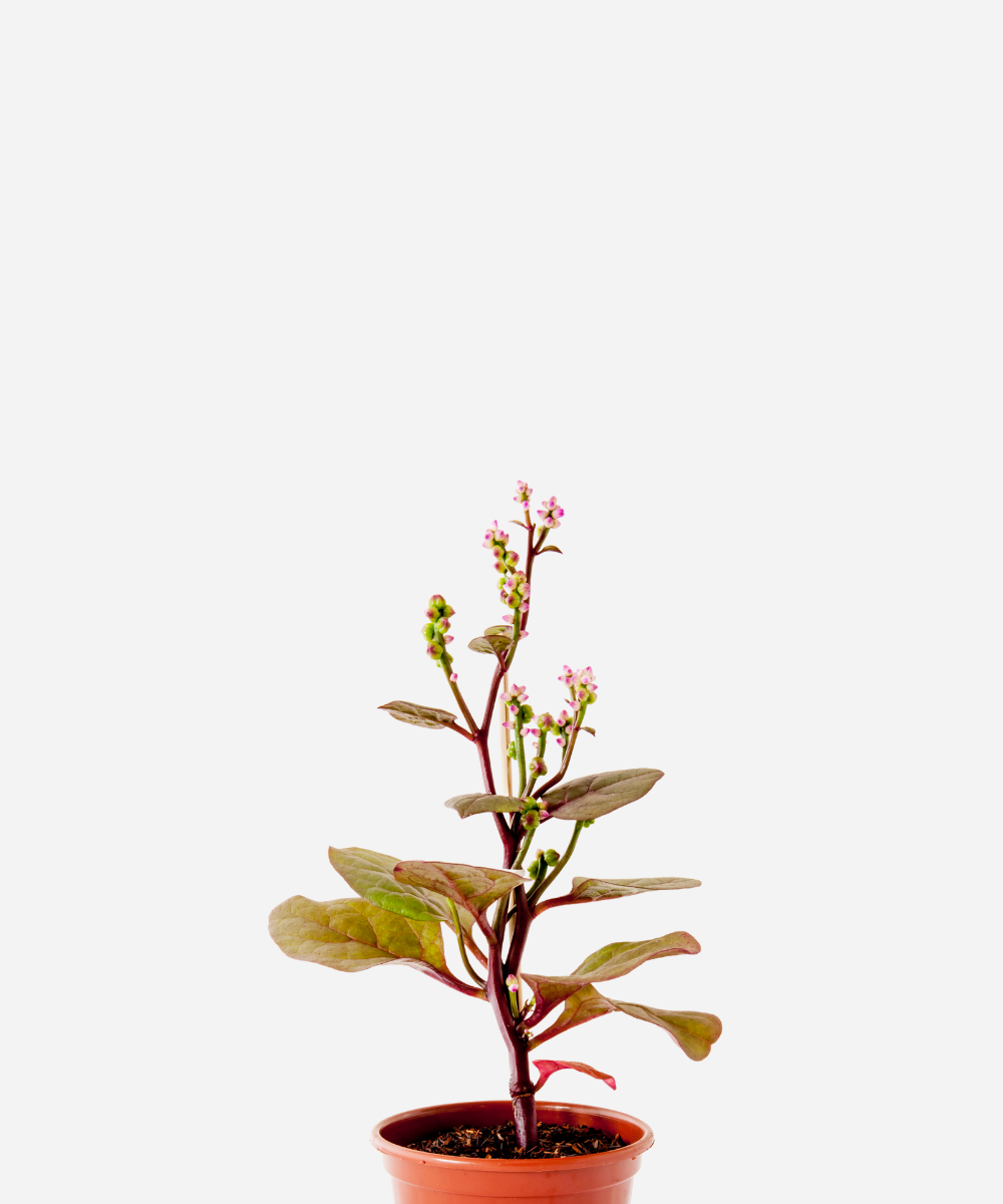 BERTALHA-ROXA-CORTE.png Bertalha Roxa (<em>Basella alba</em>) - Imagem 1