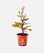 Bertalha Roxa (<em>Basella alba</em>) - Imagem 2