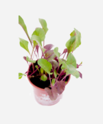 Beterraba (<em>Beta vulgaris</em>) - Imagem 3