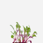Beterraba (<em>Beta vulgaris</em>)