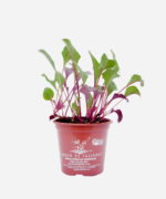 Beterraba (<em>Beta vulgaris</em>) - Imagem 2