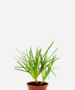 Bulbine (<em>Bulbine frutescens</em>)