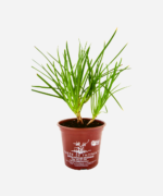 Bulbine (<em>Bulbine frutescens</em>) - Imagem 2