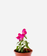 Boca de Leão (<em>Antirrhinum majus</em>)