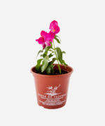Boca de Leão (<em>Antirrhinum majus</em>) - Imagem 2