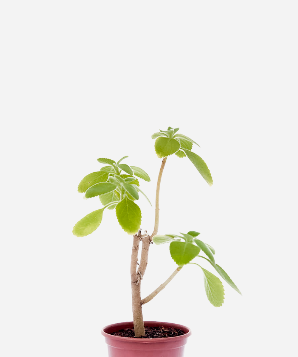 BOLDO-AFRICANO-CORTE.png Boldo Africano (<em>Plectranthus barbatus</em>) - Imagem 1