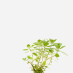 Boldo Miúdo (<em>Plectranthus neochilus</em>)