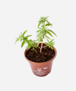 Burrito (<em>Aloysia polystachya</em>) - Imagem 3