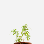 Burrito (<em>Aloysia polystachya</em>)