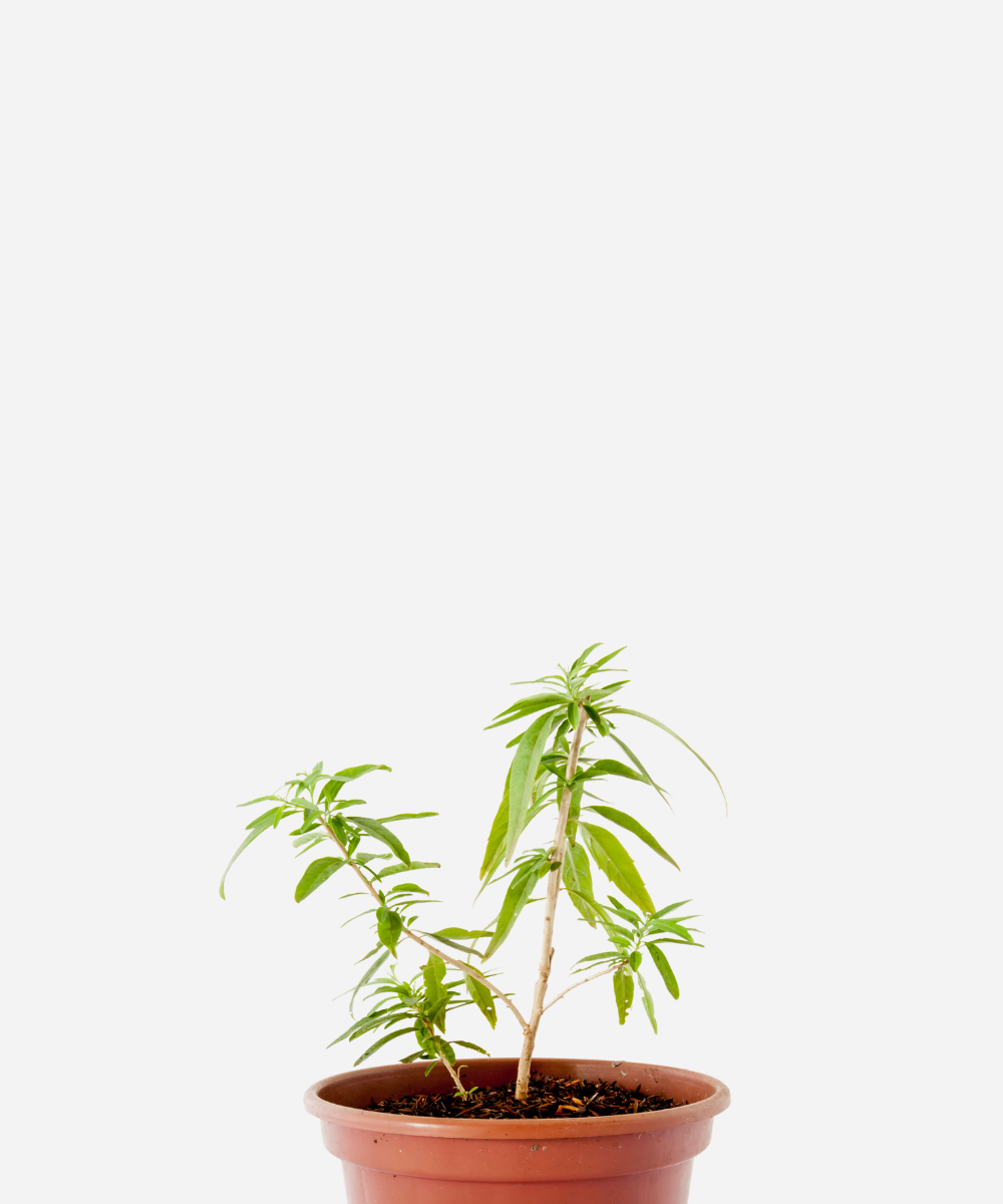 BURRITO-V15-CORTE.png Burrito (<em>Aloysia polystachya</em>) - Imagem 1