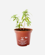 Burrito (<em>Aloysia polystachya</em>) - Imagem 2