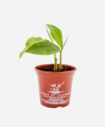 Cana do Brejo (<em>Costus spiralis</em>) - Imagem 2