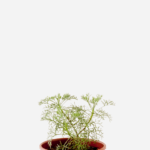 Cânfora (<em>Artemisia alba</em> subsp. <em>alba</em>)