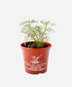 Cânfora (<em>Artemisia alba</em> subsp. <em>alba</em>) - Imagem 2