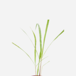 Capim Limão (<em>Cymbopogon citratus</em>)