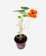 Capuchinha/Chagas (<em>Tropaeolum majus</em>) - Imagem 2
