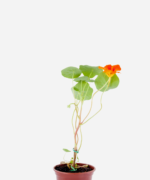 Capuchinha/Chagas (<em>Tropaeolum majus</em>)