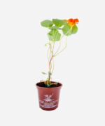 Capuchinha/Chagas (<em>Tropaeolum majus</em>) - Imagem 3
