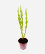 Carqueja (<em>Baccharis trimera</em>) - Imagem 3