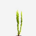 Carqueja (<em>Baccharis trimera</em>)