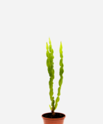Carqueja (<em>Baccharis trimera</em>)