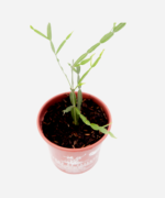 Carqueja Doce (<em>Baccharis articulata</em>) - Imagem 3