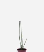 Cavalinha (<em>Equisetum hyemale</em>)