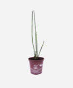 Cavalinha (<em>Equisetum hyemale</em>) - Imagem 2