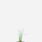 Cebolinha Francesa (<em>Allium schoenoprasum</em>)