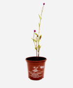 Rabo de Galo - Celósia (<em>Celosia argentea</em>) - Imagem 2