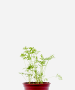 Cenoura (<em>Daucus carota</em> subsp.<em> sativus</em>)