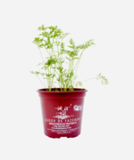 Cenoura (<em>Daucus carota</em> subsp.<em> sativus</em>) - Imagem 2