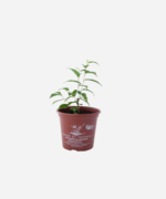 Cerejeira (<em>Prunus serrulata</em>) - Imagem 2