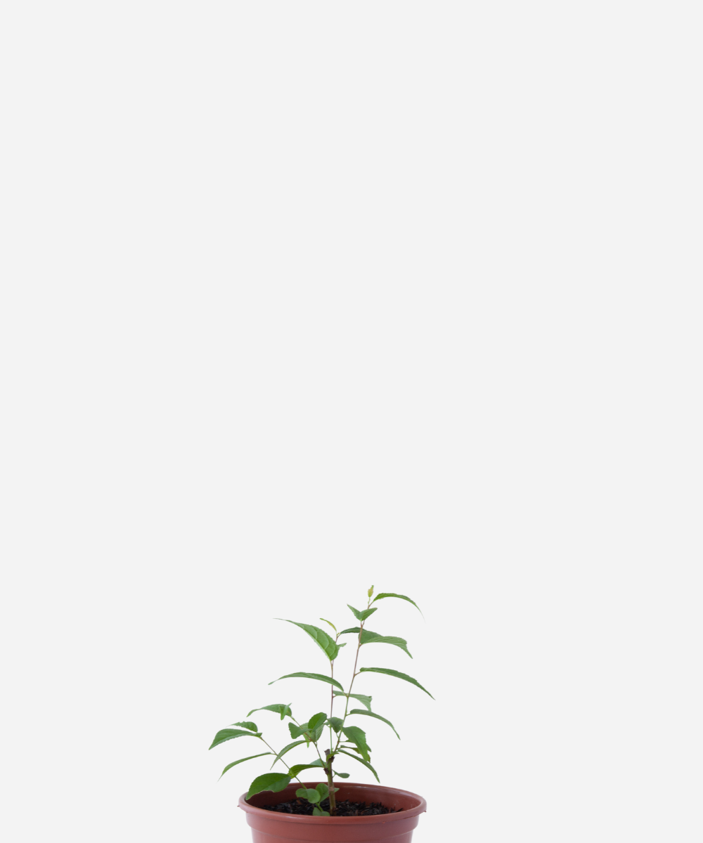 CEREJEIRA-FRENTE-2.png Cerejeira (<em>Prunus serrulata</em>) - Imagem 1