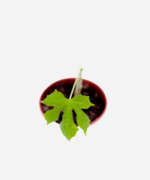 Chaya (<em>Cnidoscolus aconitifolius</em>) - Imagem 3
