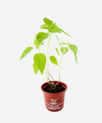 Chia (<em>Salvia hispanica</em>) - Imagem 3