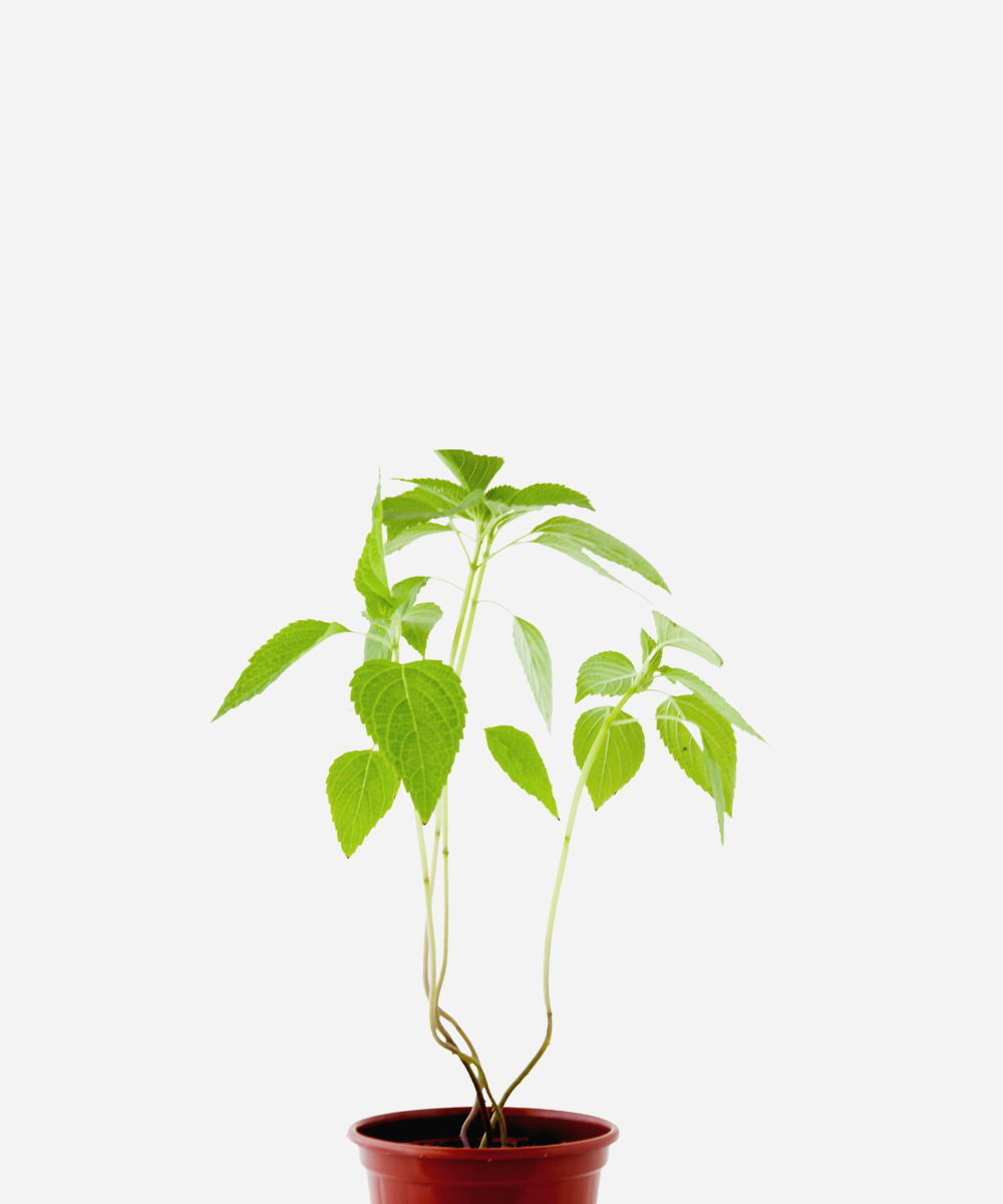 CHIA-CORTE-1.png Chia (<em>Salvia hispanica</em>) - Imagem 1