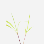 Citronela (<em>Cymbopogon nardus</em>)