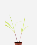 Citronela (<em>Cymbopogon nardus</em>)
