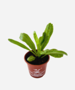 Coentrão (<em>Eryngium foetidum</em>) - Imagem 3