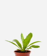 Coentrão (<em>Eryngium foetidum</em>)